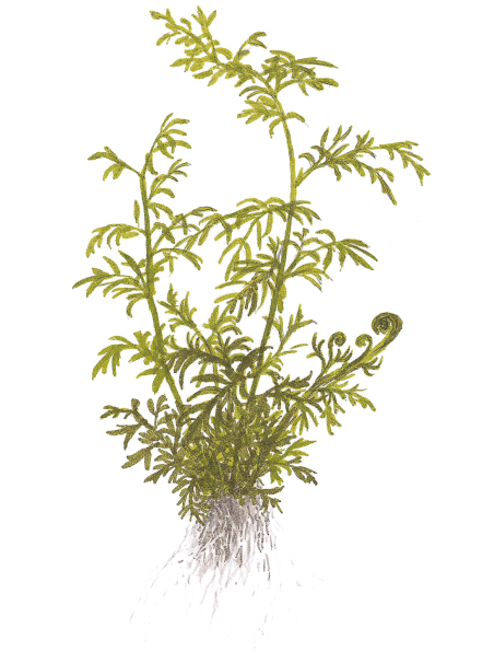 Ceratopteris thalictroides en maceta