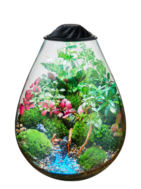 Chihiros Eco Ping – Terrario con iluminación LED para Wabi-Kusa y plantas emergidas
