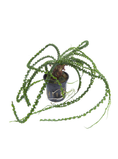 Crinum calamistratum en maceta