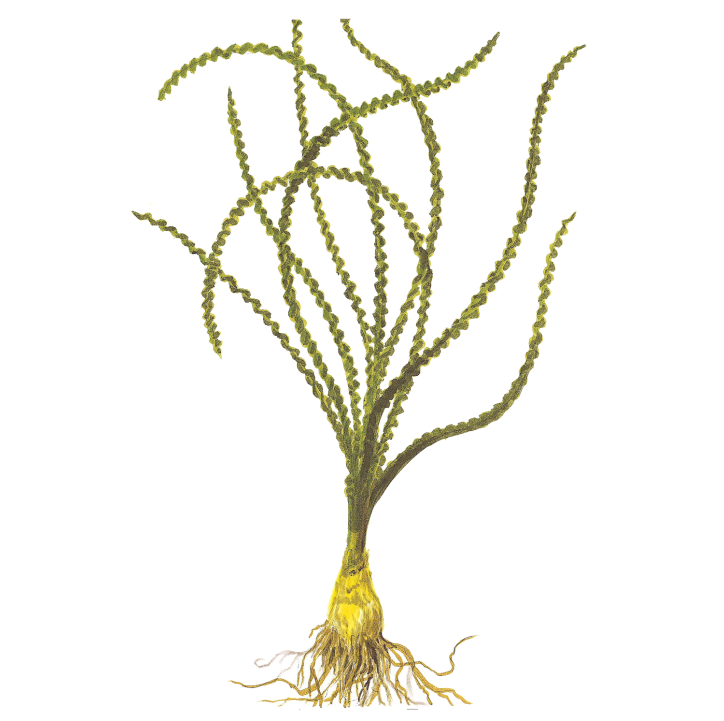 Crinum calamistratum en maceta