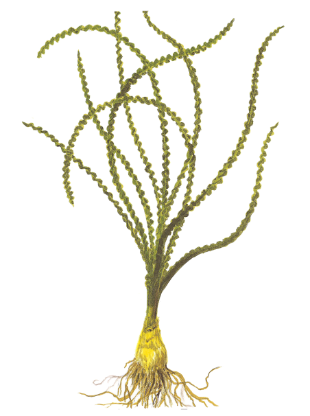 Crinum calamistratum en maceta