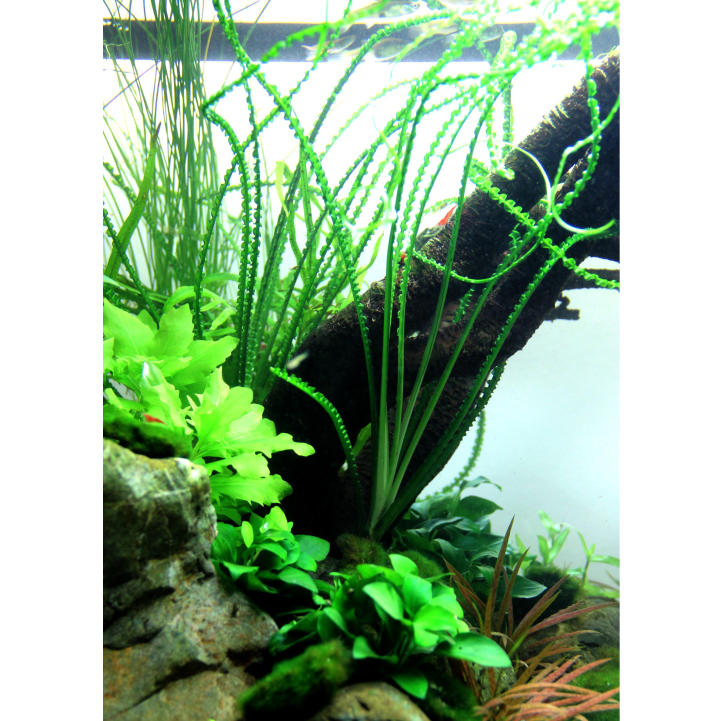 Crinum calamistratum en maceta