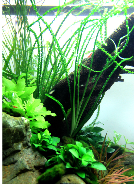 Crinum calamistratum en maceta