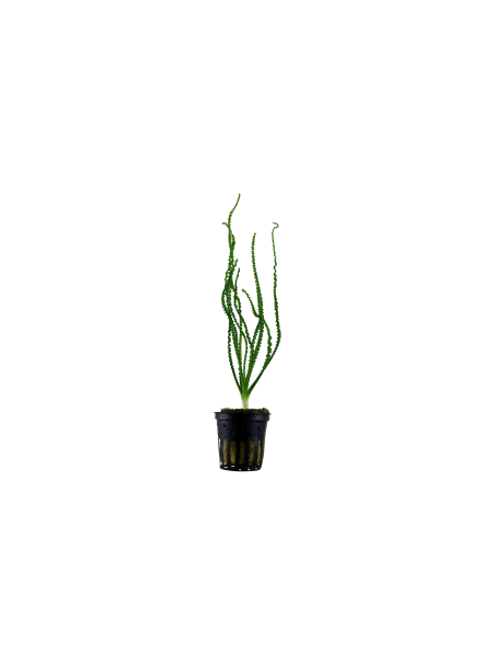 Crinum calamistratum en maceta