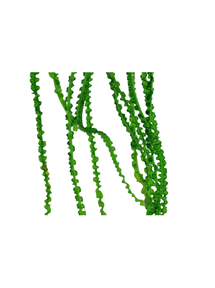 Crinum calamistratum en maceta 2