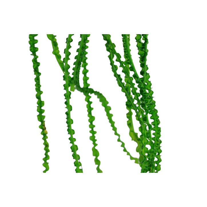 Crinum calamistratum en maceta