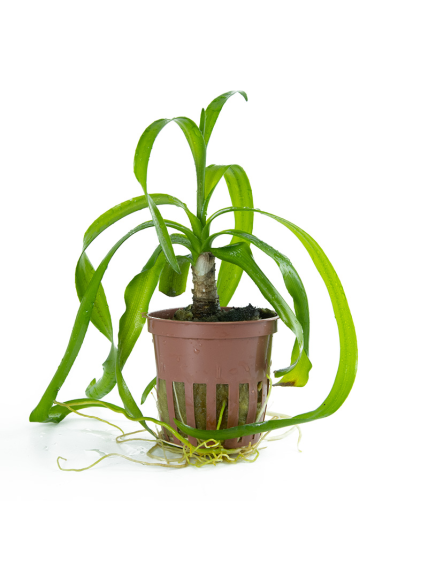 Crinum thaianum en maceta