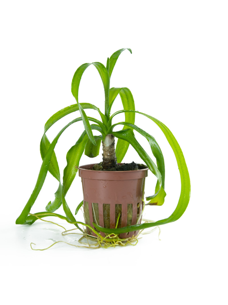 Crinum thaianum en maceta