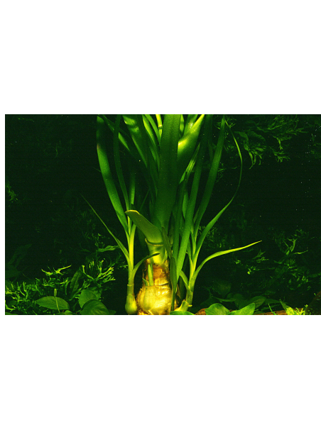 Crinum thaianum en maceta