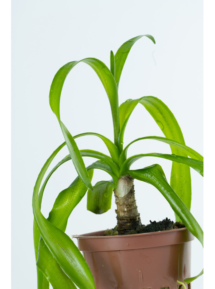 Crinum thaianum en maceta 2