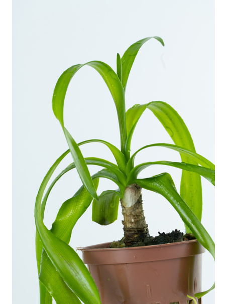 Crinum thaianum en maceta