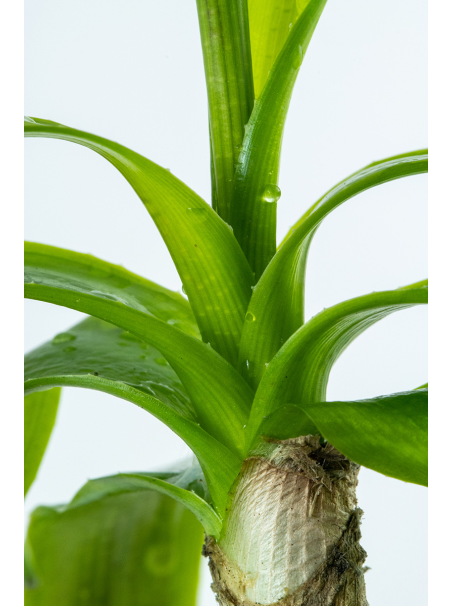 Crinum thaianum en maceta