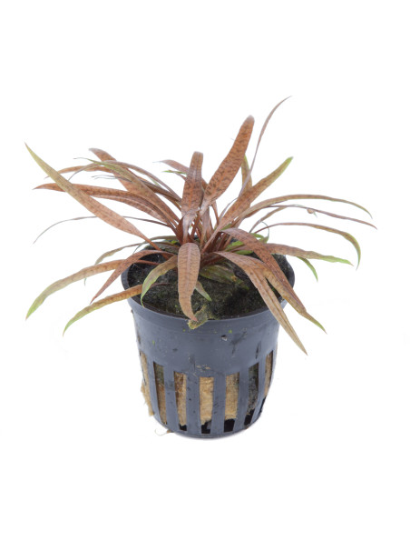 Cryptocoryne albida 'Brown' en maceta