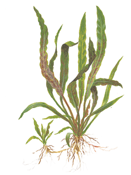 Cryptocoryne albida 'Brown' en maceta