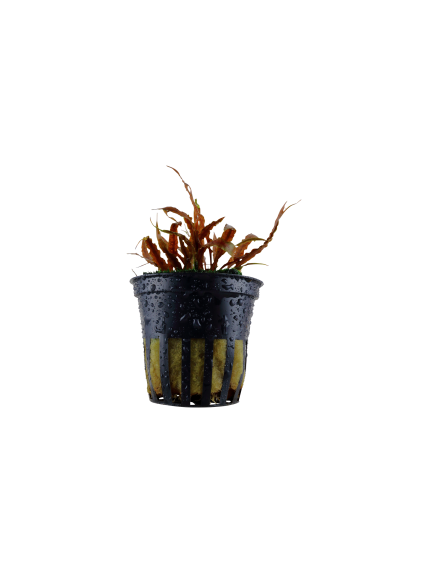 Cryptocoryne albida 'Brown' en maceta