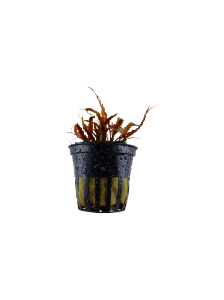 Cryptocoryne albida 'Brown' en maceta