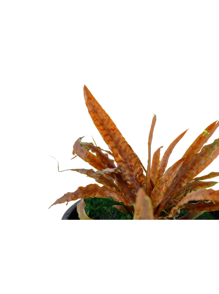 Cryptocoryne albida 'Brown' en maceta