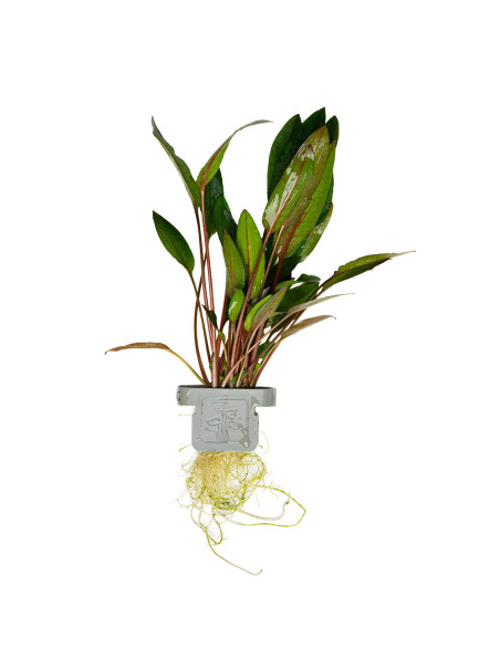 Cryptocoryne beckettii 'Petchii' en CLIP