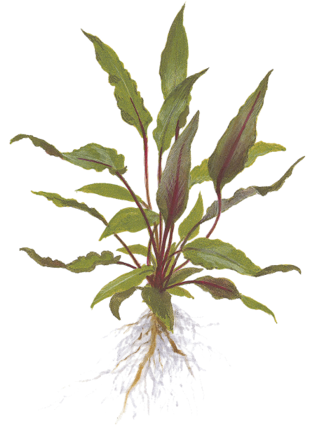 Cryptocoryne beckettii 'Petchii' en CLIP