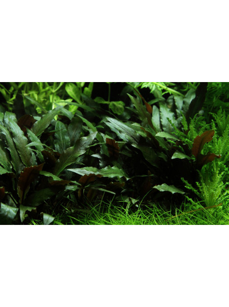 Cryptocoryne beckettii 'Petchii' en CLIP