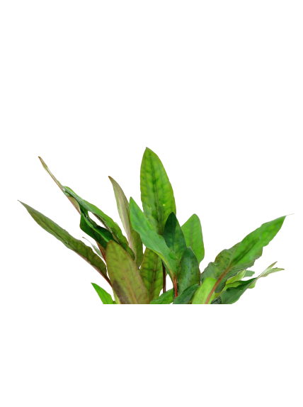 Cryptocoryne beckettii 'Petchii' en CLIP 2