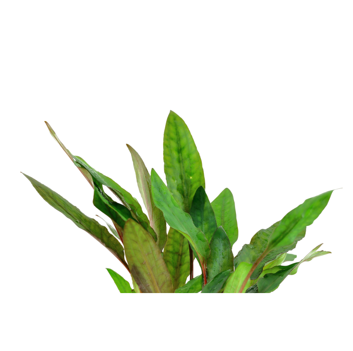 Cryptocoryne beckettii 'Petchii' en CLIP