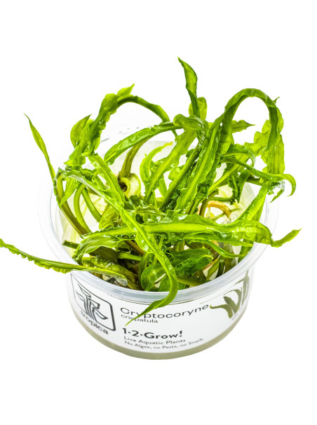 Cryptocoryne crispatula 1-2Grow!