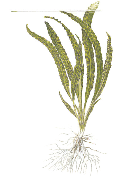 Cryptocoryne crispatula 1-2Grow!