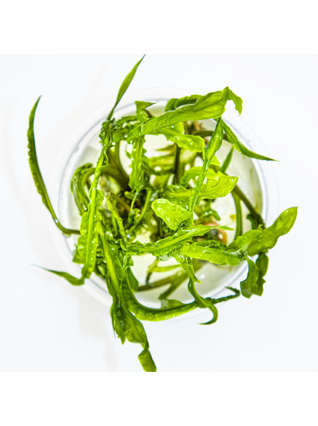 Cryptocoryne crispatula 1-2Grow!