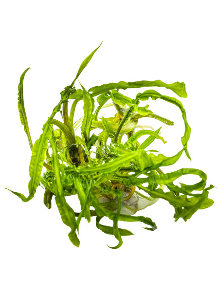 Cryptocoryne crispatula 1-2Grow!