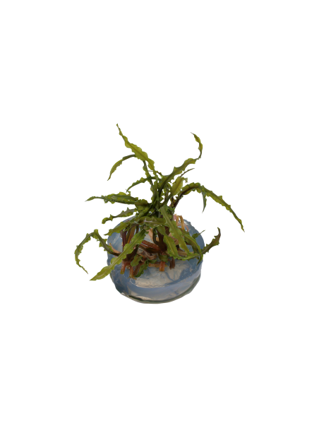 Cryptocoryne crispatula 1-2Grow!
