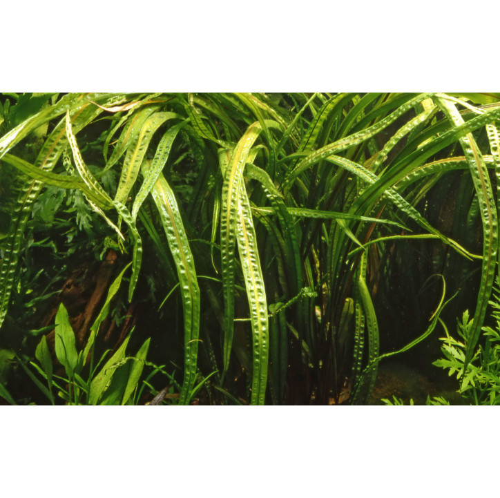 Cryptocoryne crispatula en maceta