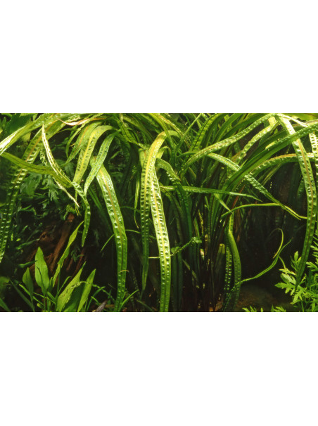 Cryptocoryne crispatula en maceta