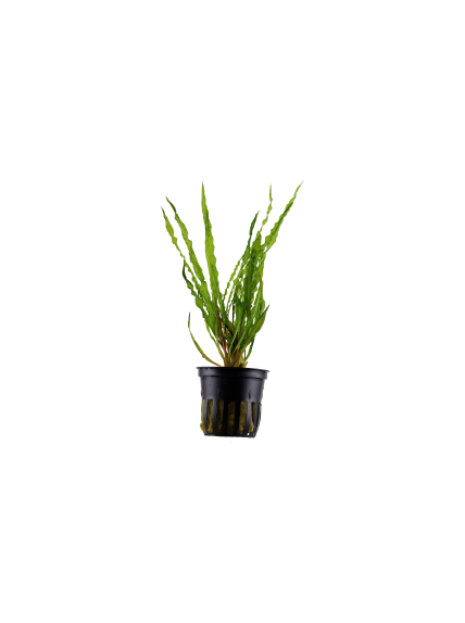 Cryptocoryne crispatula en maceta