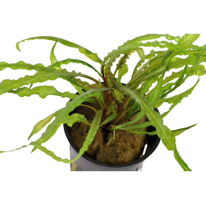Cryptocoryne crispatula en maceta