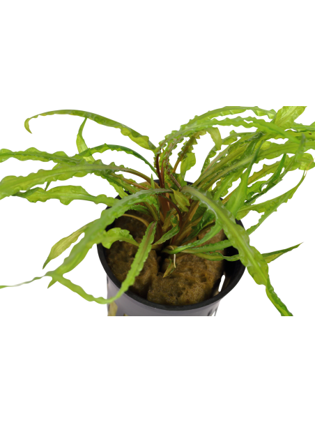 Cryptocoryne crispatula en maceta