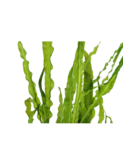 Cryptocoryne crispatula en maceta 2