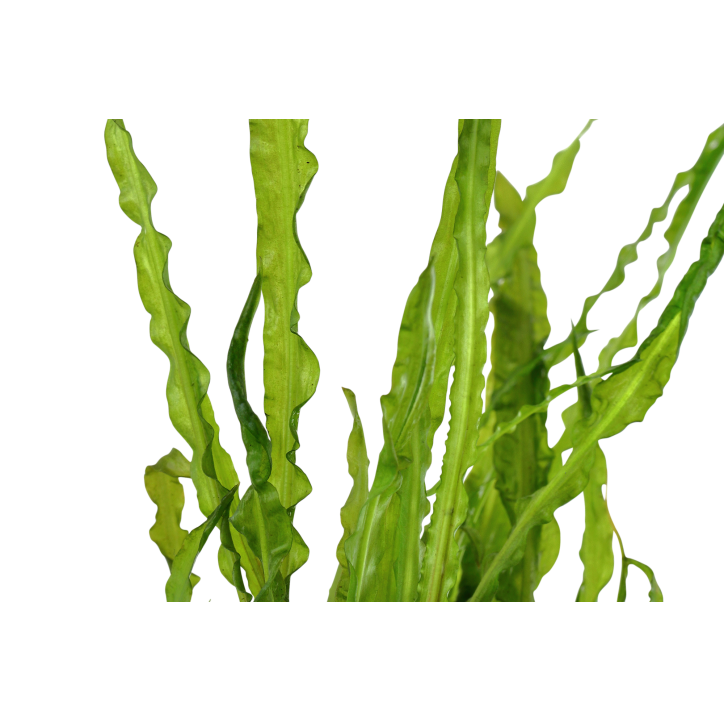 Cryptocoryne crispatula en maceta