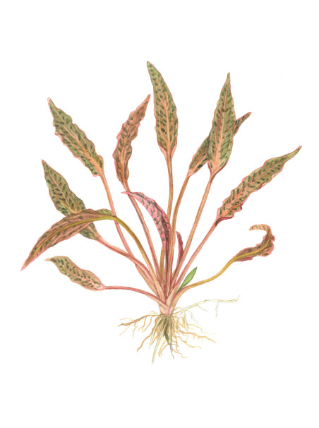 Cryptocoryne nurii 1-2-Grow!