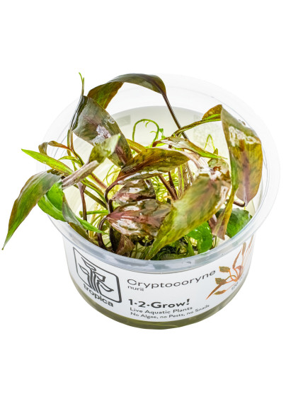 Cryptocoryne nurii 1-2-Grow!