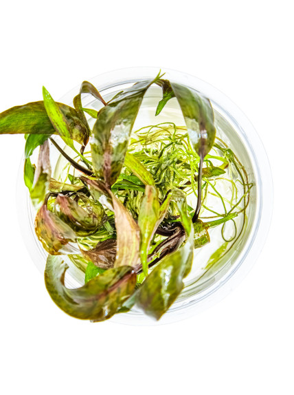 Cryptocoryne nurii 1-2-Grow! 2