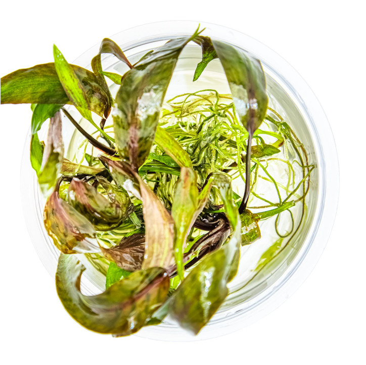Cryptocoryne nurii 1-2-Grow!