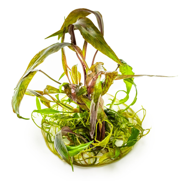 Cryptocoryne nurii 1-2-Grow!