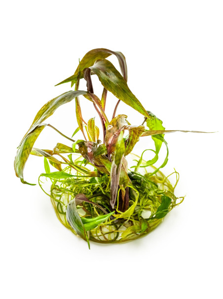 Cryptocoryne nurii 1-2-Grow!