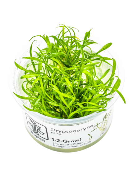 Cryptocoryne Parva 1-2Grow!