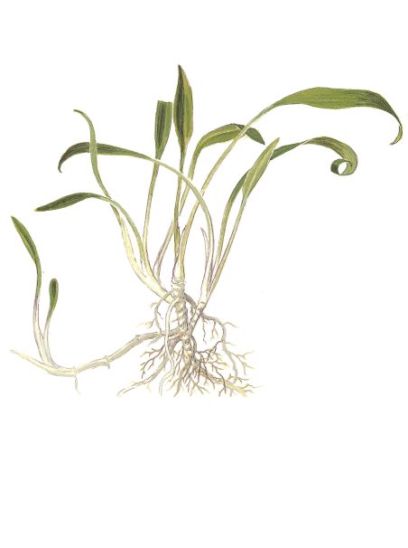 Cryptocoryne Parva 1-2Grow!