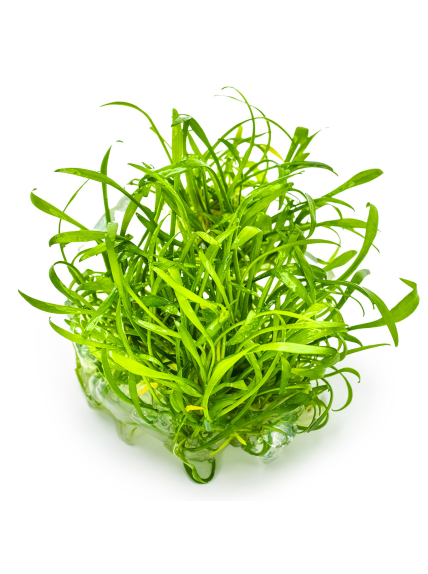 Cryptocoryne Parva 1-2Grow! 2