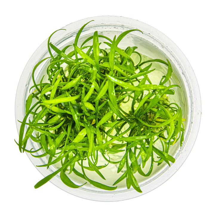 Cryptocoryne Parva 1-2Grow!