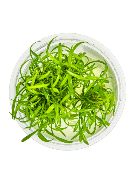 Cryptocoryne Parva 1-2Grow!