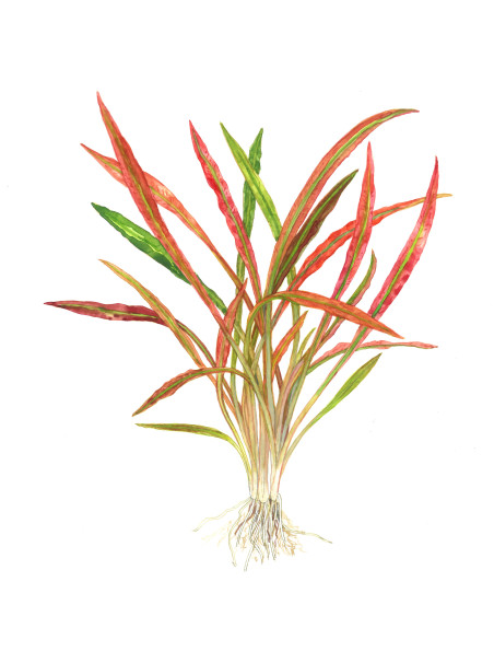 Cryptocoryne spiralis 'Red' en maceta
